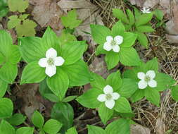 Image of bunchberry dogwood