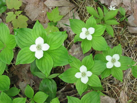 Plancia ëd Cornus canadensis L.