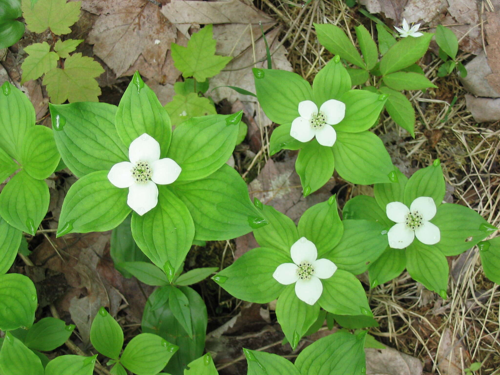 Image of bunchberry dogwood