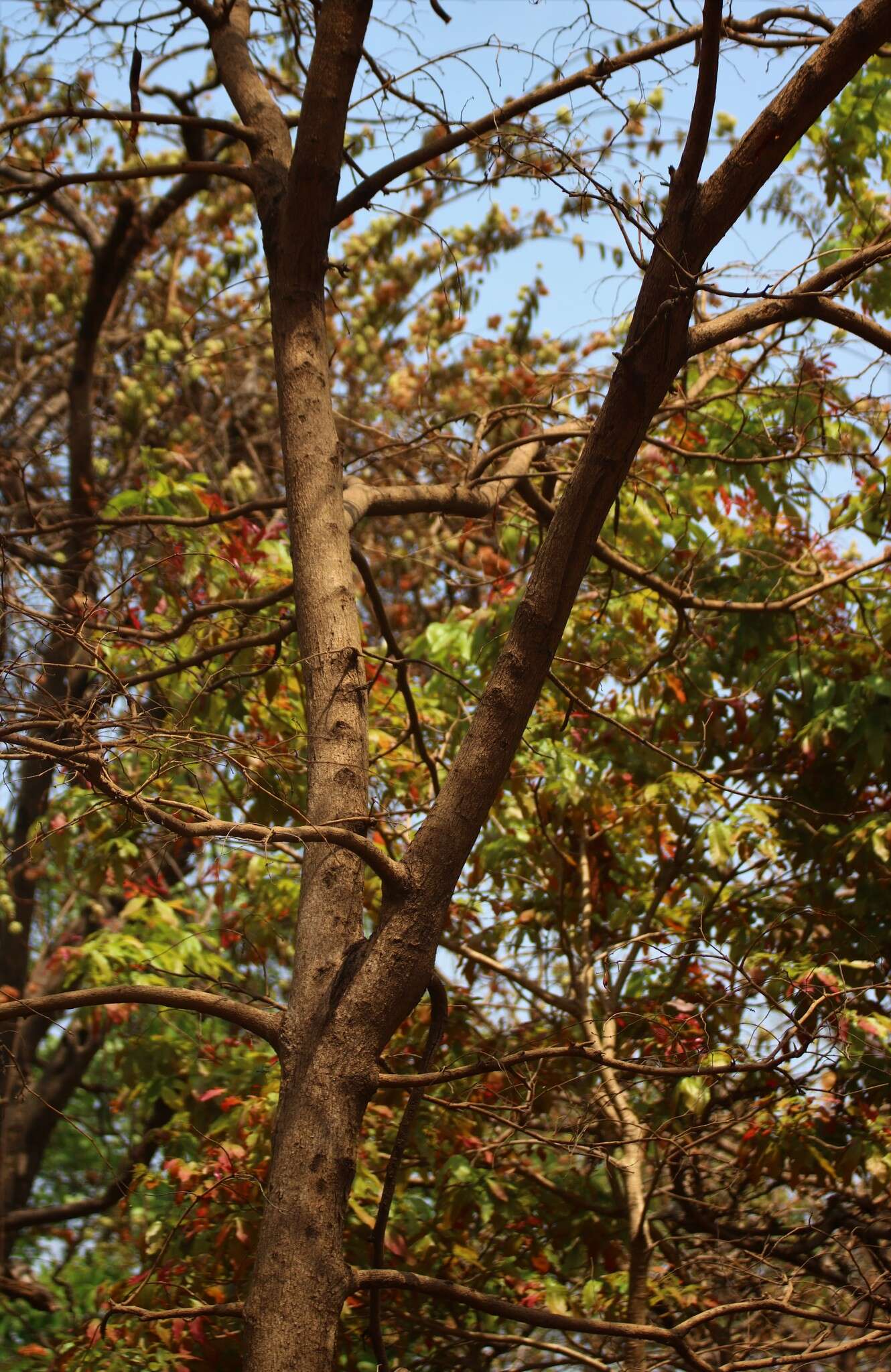 Imagem de Bauhinia malabarica Roxb.