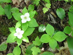 Plancia ëd Cornus canadensis L.