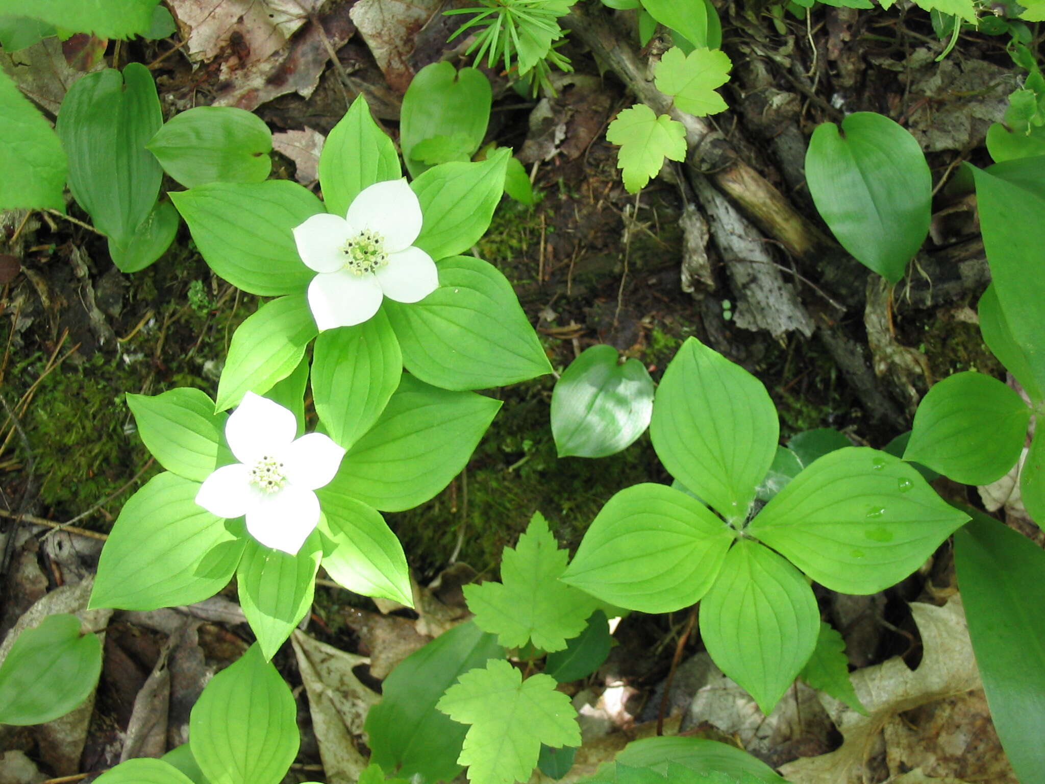 Image of bunchberry dogwood