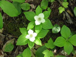 Image of bunchberry dogwood