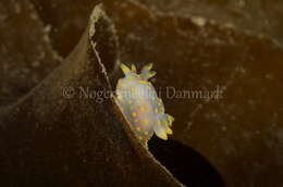 Image of Fourline nudibranch