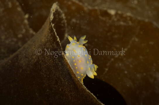 Plancia ëd Polycera quadrilineata (O. F. Müller 1776)