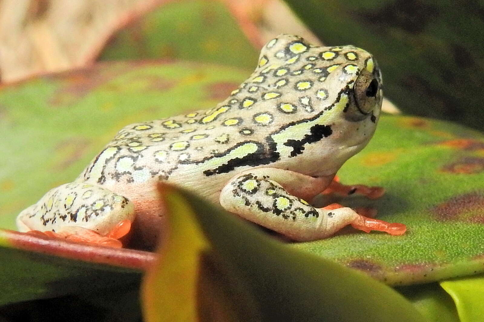 Image of Marbled Reed Frog