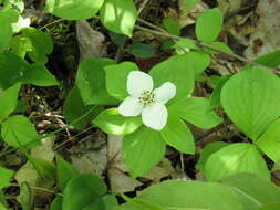 Image of bunchberry dogwood