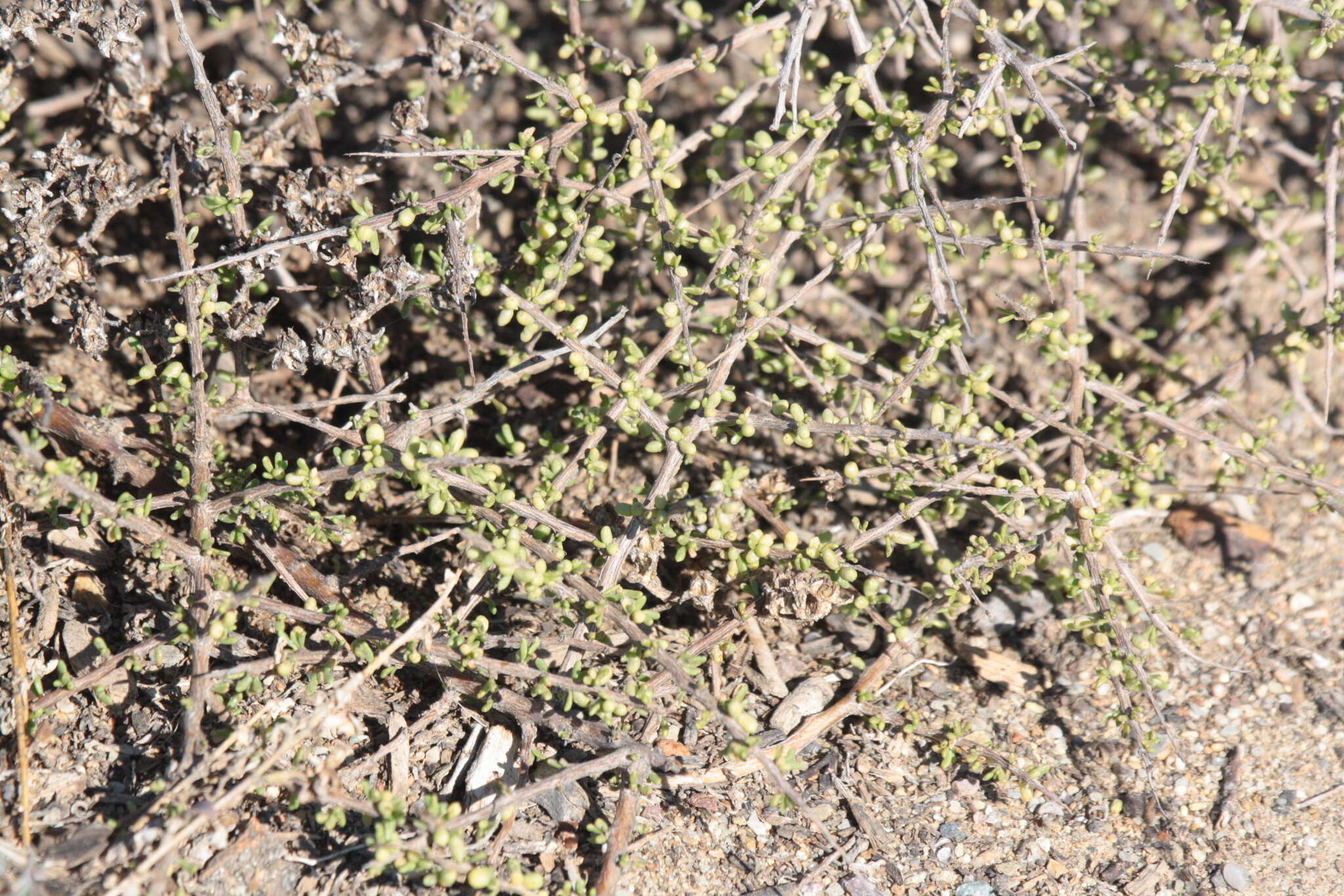 Image of California desert-thorn