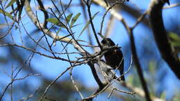 Image of Chestnut-bellied Tit