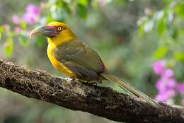 Image of Saffron Toucanet