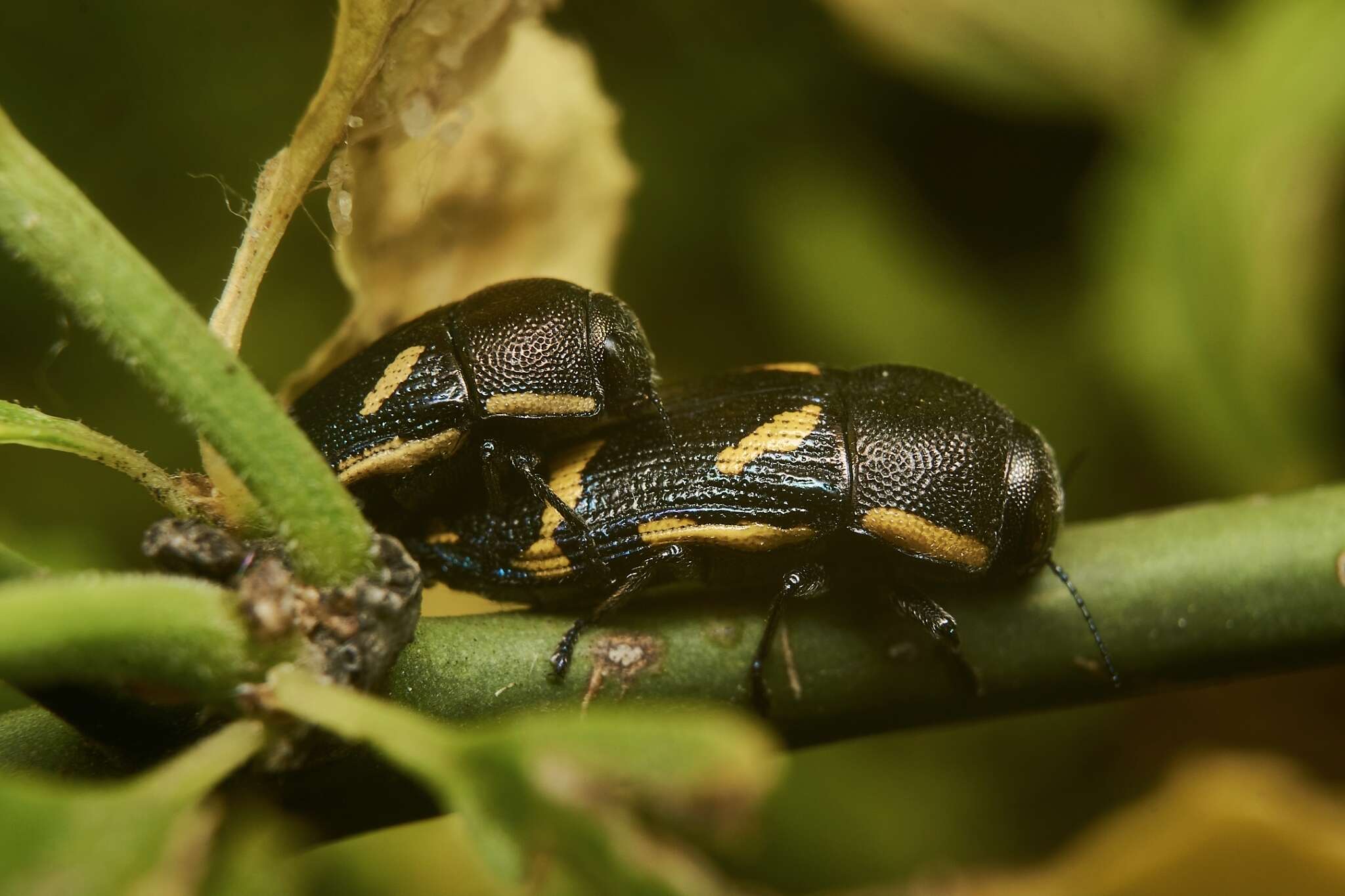 Слика од Tyndaris planata (Laporte & Gory 1835)