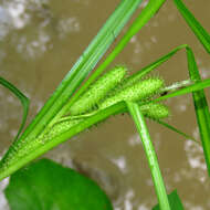 Image of Frank's sedge