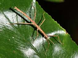 Image of Micrarchus hystriculeus (Westwood 1859)