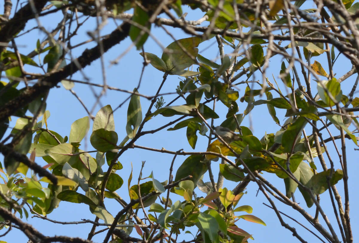 Image of Nilgiri Flowerpecker