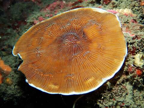 Image of porcelain coral