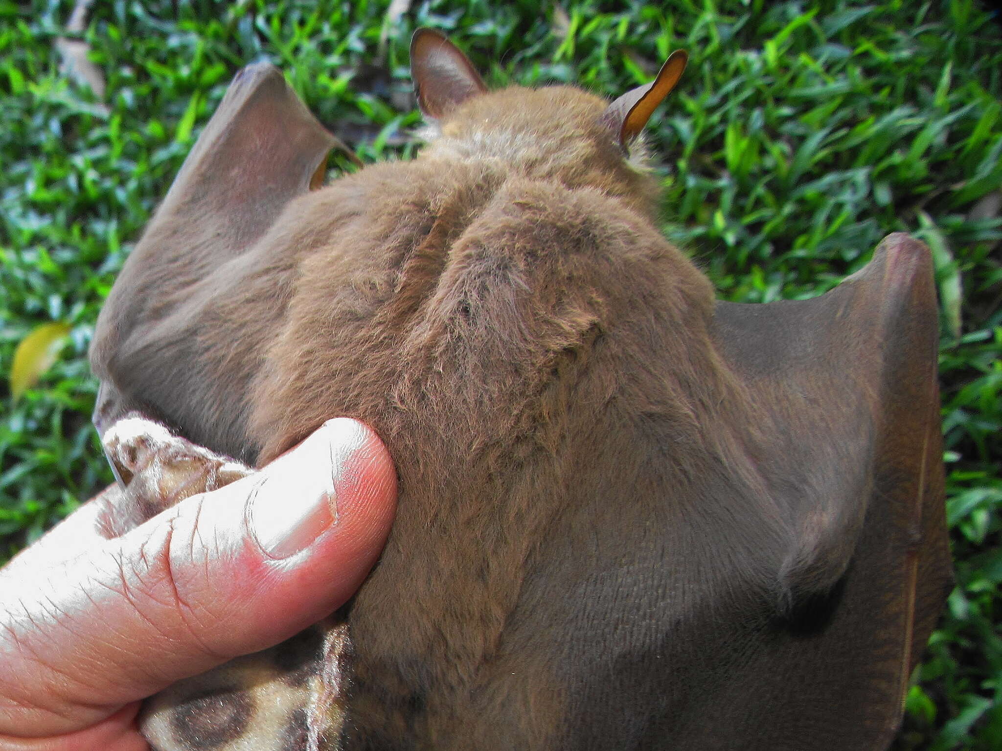 Image of Wahlberg's Epauletted Fruit Bat