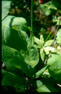 Image of Northern Wild Comfrey