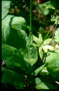 Plancia ëd Andersonglossum boreale (Fernald) J. I. Cohen