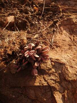 Image of Adromischus umbraticola C. A. Smith