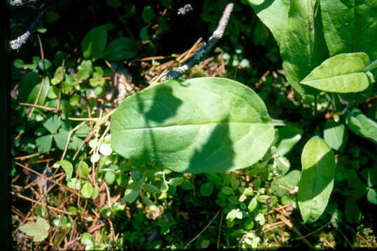 Image of Northern Wild Comfrey