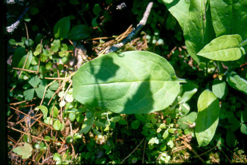 Plancia ëd Andersonglossum boreale (Fernald) J. I. Cohen