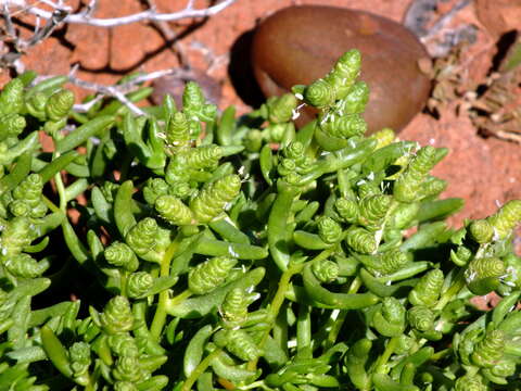 Image of Halophytum ameghinoi (Speg.) Speg.