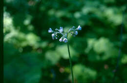 Plancia ëd Andersonglossum boreale (Fernald) J. I. Cohen