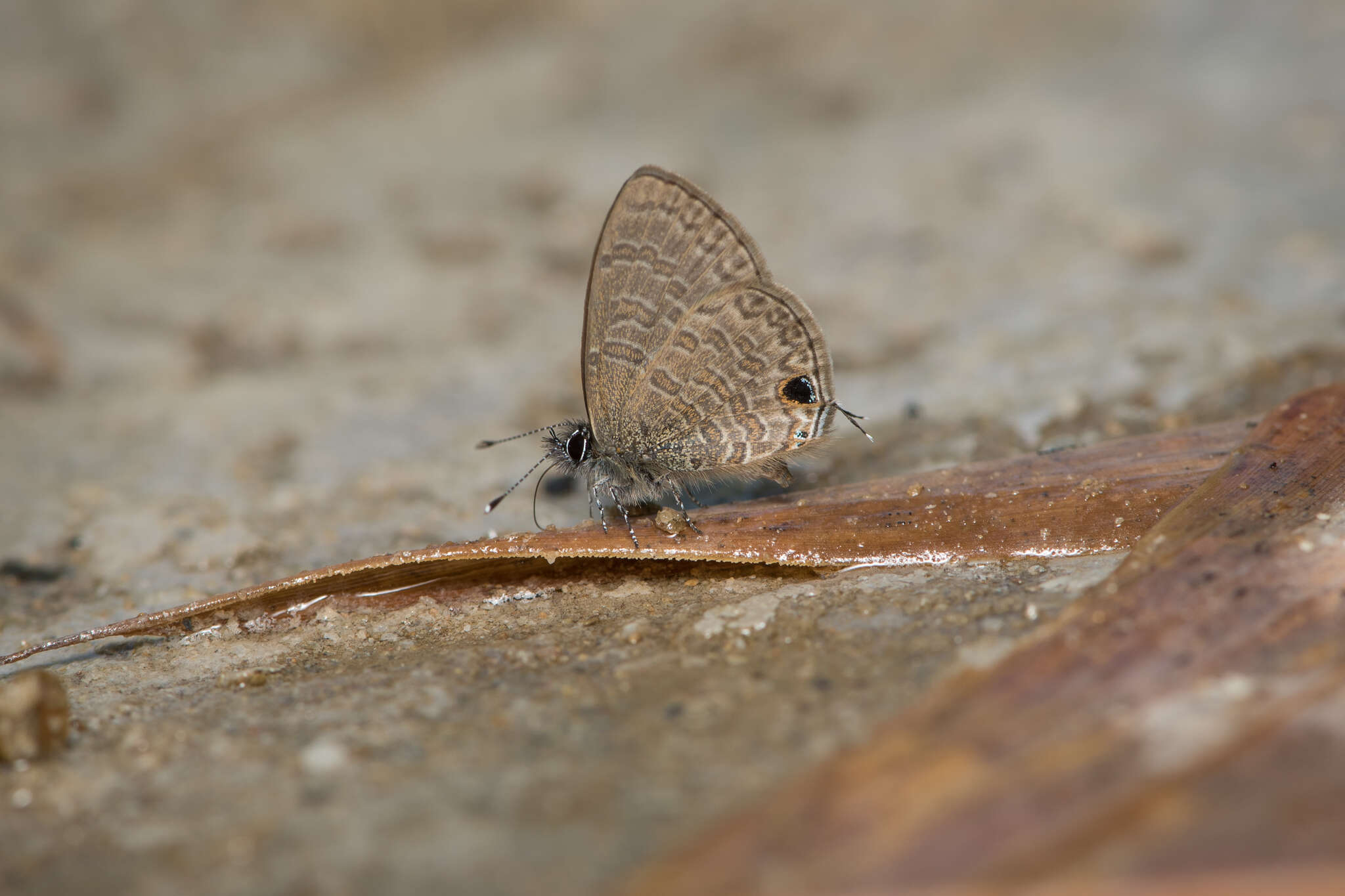 Image of Prosotas nora formosana (Fruhstorfer 1916)