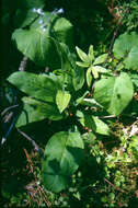 Plancia ëd Andersonglossum boreale (Fernald) J. I. Cohen