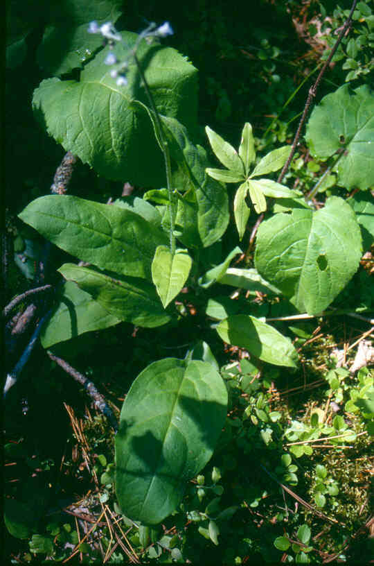 Plancia ëd Andersonglossum boreale (Fernald) J. I. Cohen