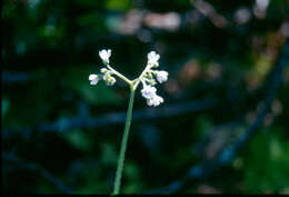 Plancia ëd Andersonglossum boreale (Fernald) J. I. Cohen