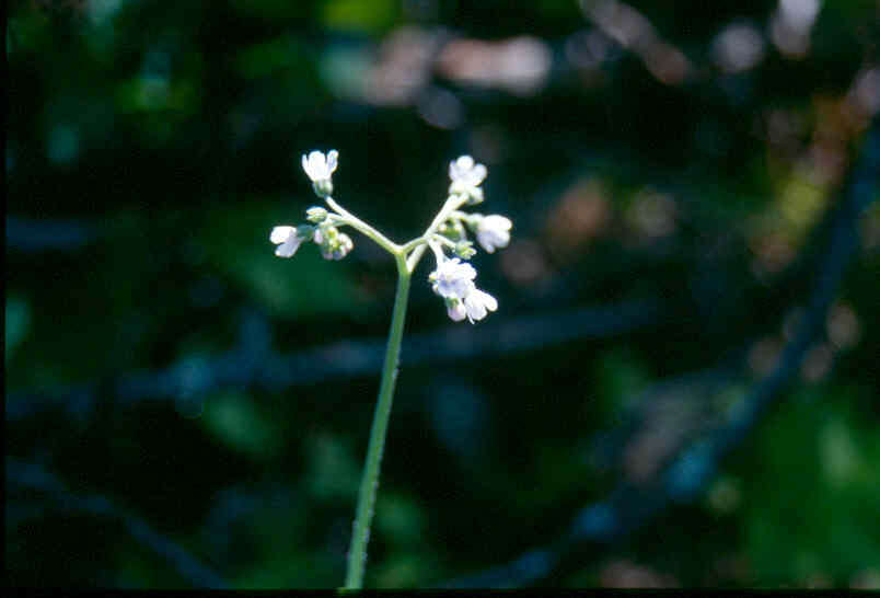 Plancia ëd Andersonglossum boreale (Fernald) J. I. Cohen