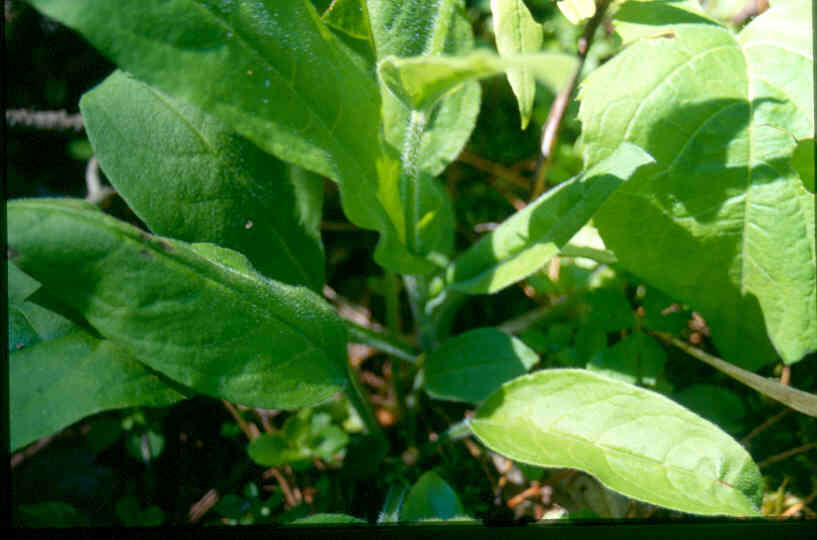 Plancia ëd Andersonglossum boreale (Fernald) J. I. Cohen