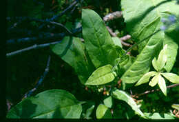 Image of Northern Wild Comfrey