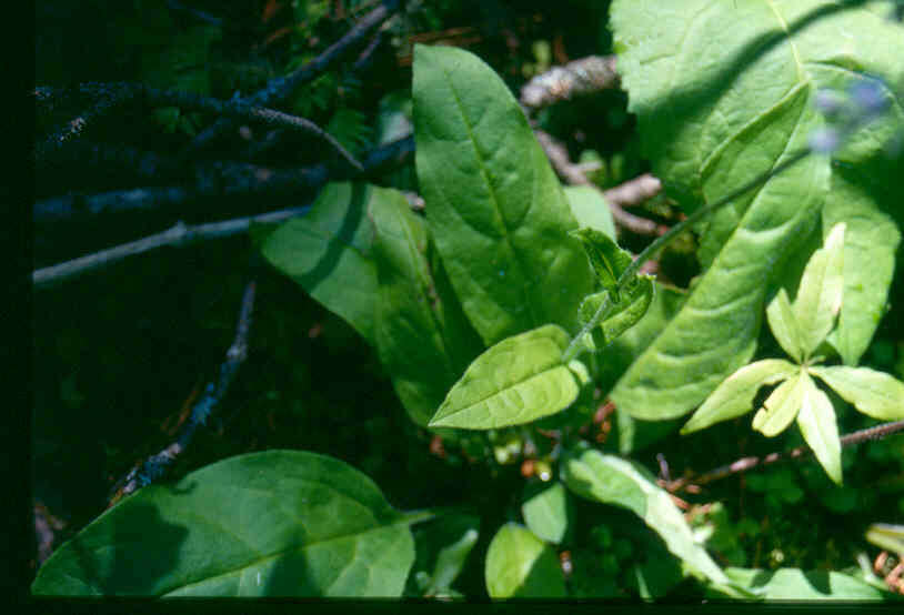 Plancia ëd Andersonglossum boreale (Fernald) J. I. Cohen