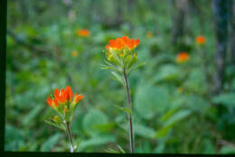 Image de Castilleja coccinea (L.) Spreng.