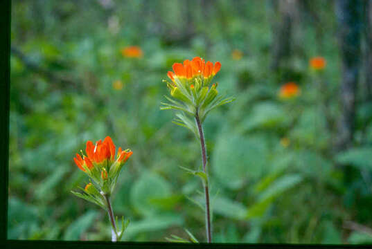 Image of scarlet Indian paintbrush