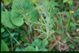 Image de Castilleja coccinea (L.) Spreng.