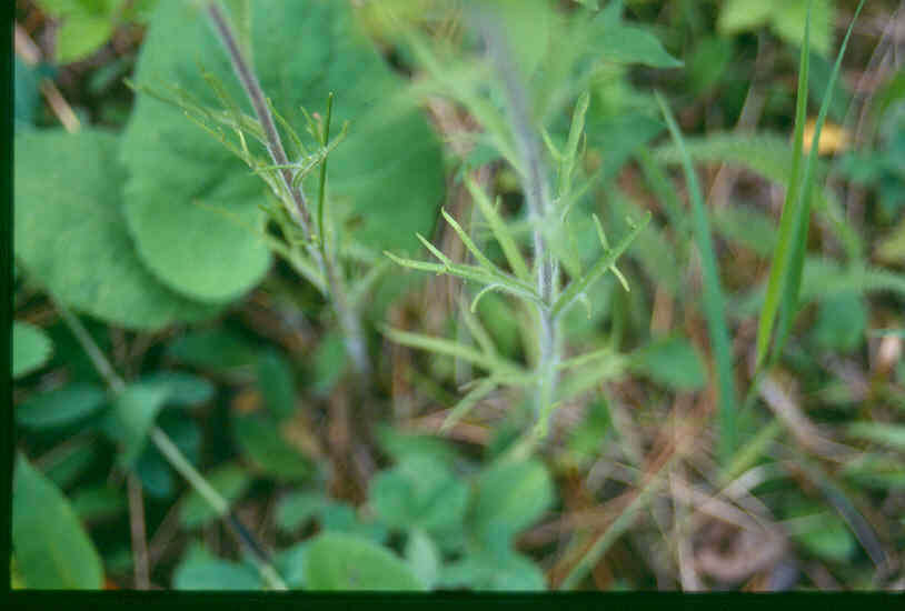 Image de Castilleja coccinea (L.) Spreng.