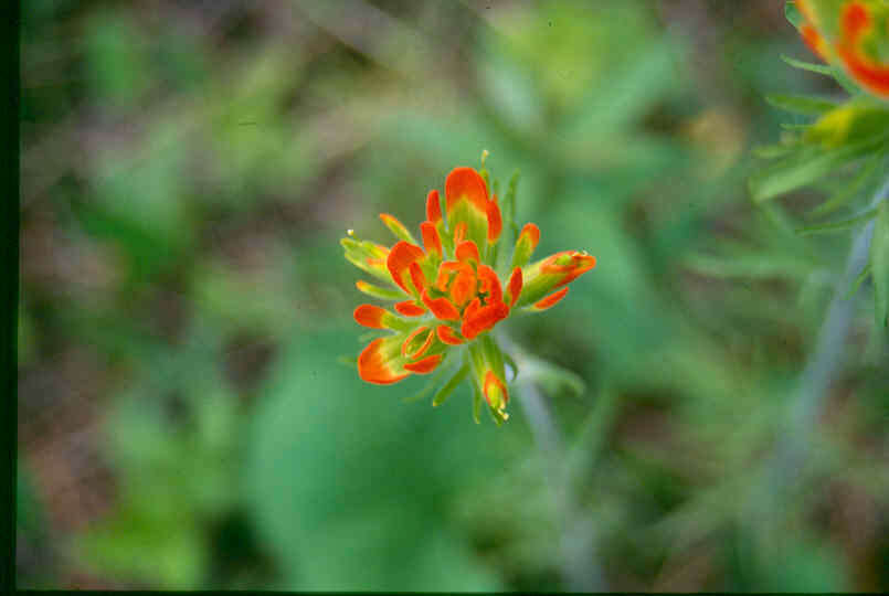 Image de Castilleja coccinea (L.) Spreng.