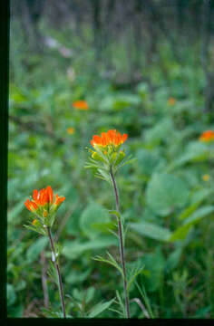 Image de Castilleja coccinea (L.) Spreng.