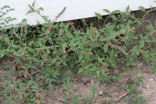 Image of largefruit amaranth