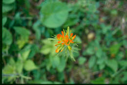 Image de Castilleja coccinea (L.) Spreng.