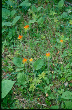 Image of scarlet Indian paintbrush