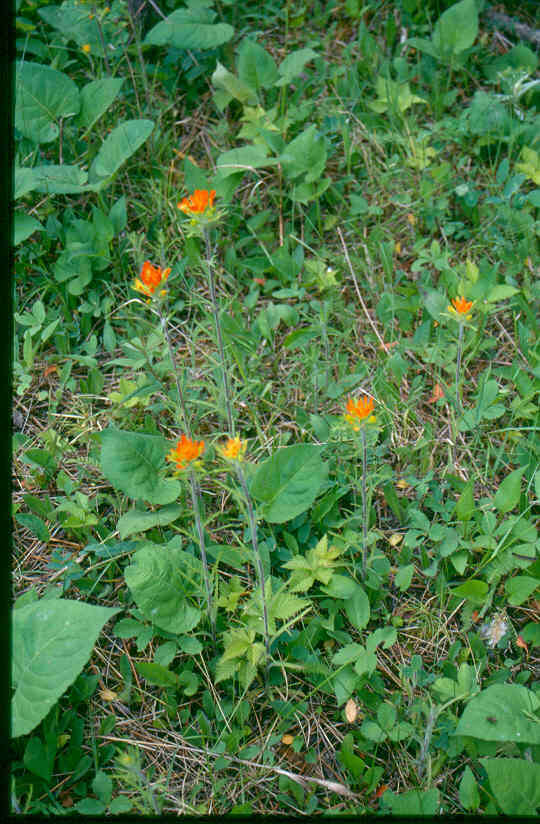 Image de Castilleja coccinea (L.) Spreng.