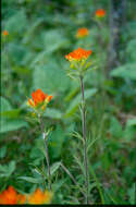 Image de Castilleja coccinea (L.) Spreng.