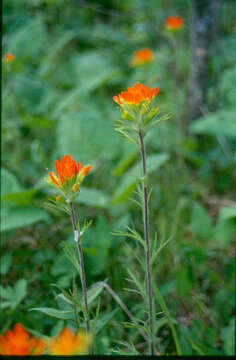 Image of scarlet Indian paintbrush