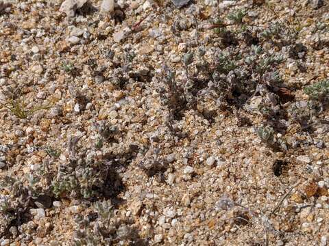 Image of dwarf cottonrose