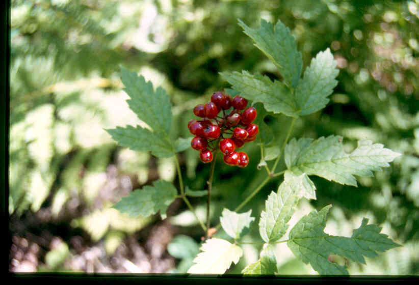 Imagem de Actaea rubra (Ait.) Willd.