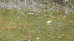 Image of Epirus Pool Frog